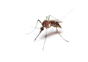 LG espanta mosquitos